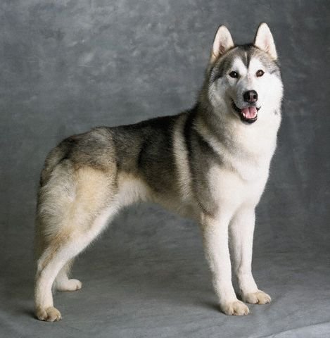 siberian husky show dog